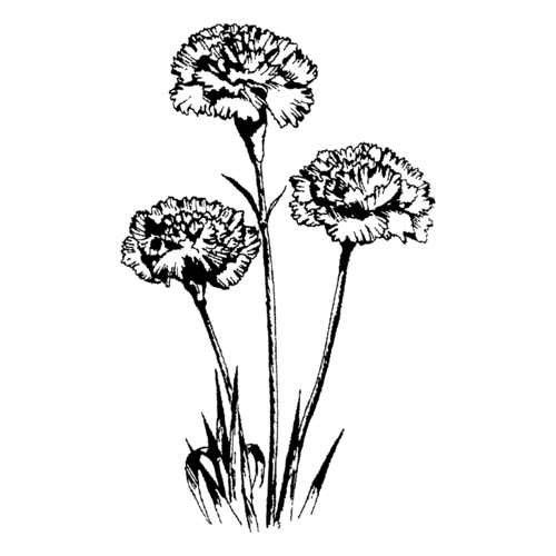 G69C Carnations - Wood Mounted Stamp