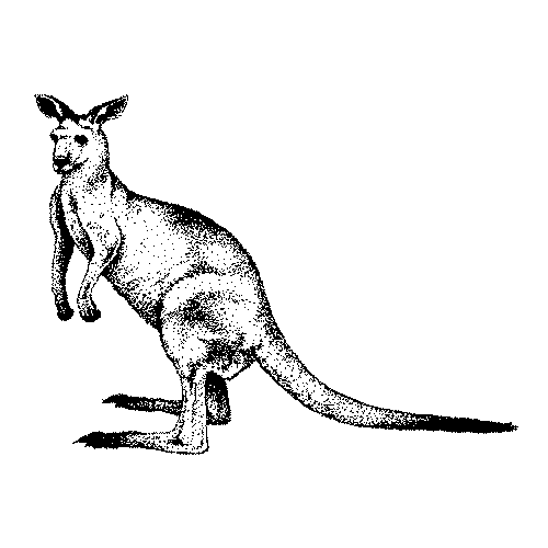 Z79A Kangaroo - Wood Mounted Stamp